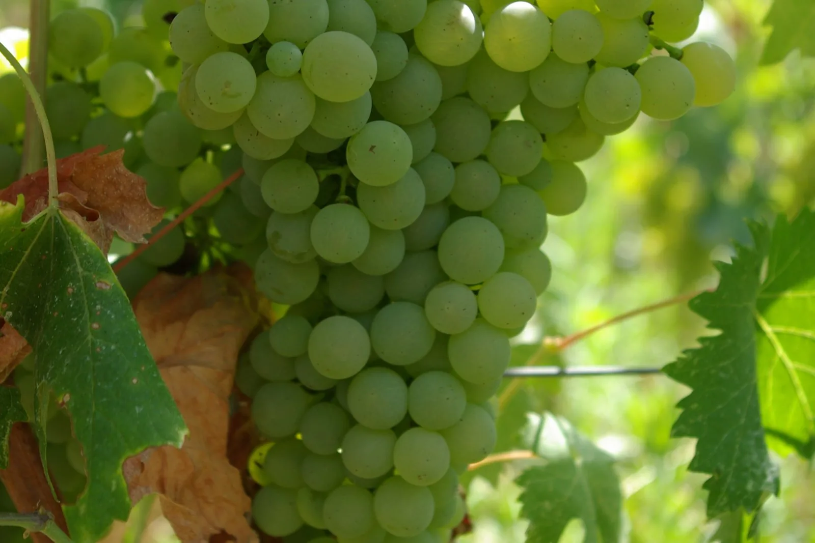 Grappoli di uva Vermentino sulla vite